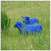 [blue sheep]